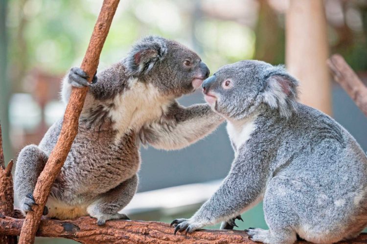 Capturing the Moment: Perfectly Timed Animal Shots