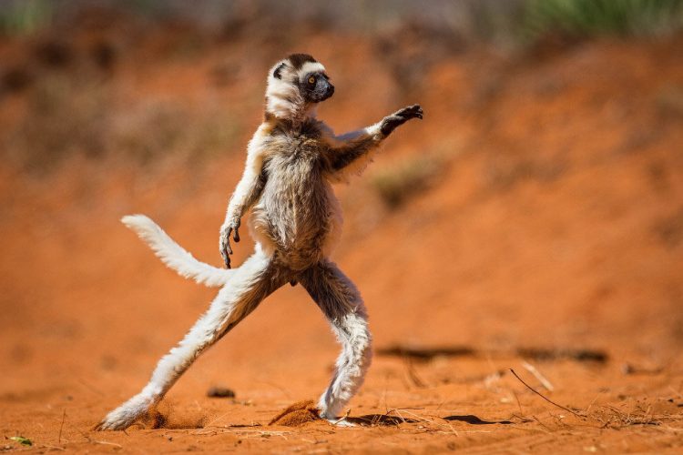 Capturing the Moment: Perfectly Timed Animal Shots