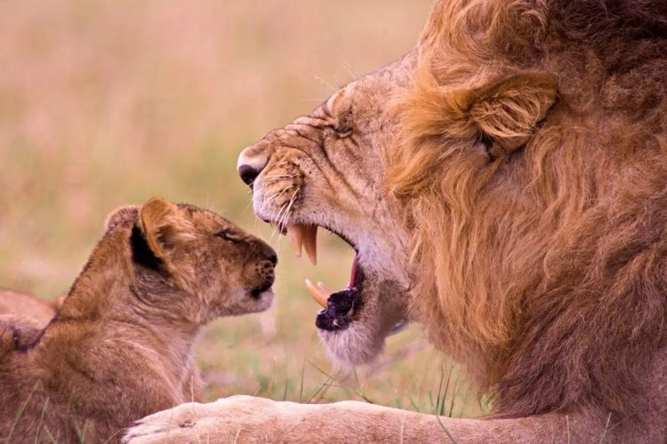 Capturing the Moment: Perfectly Timed Animal Shots