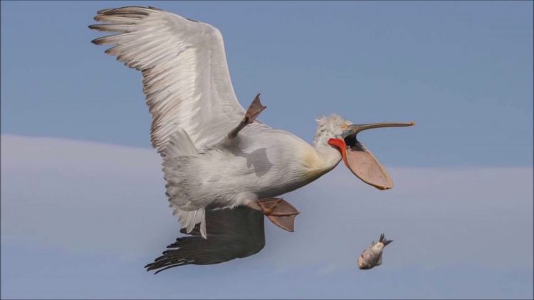 Capturing the Moment: Perfectly Timed Animal Shots