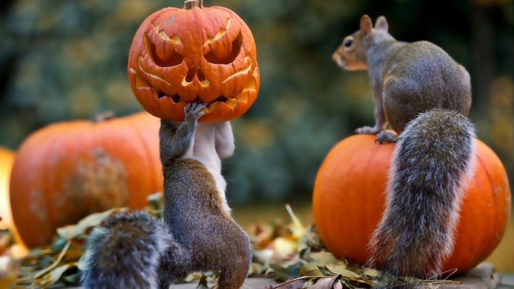 Capturing the Moment: Perfectly Timed Animal Shots