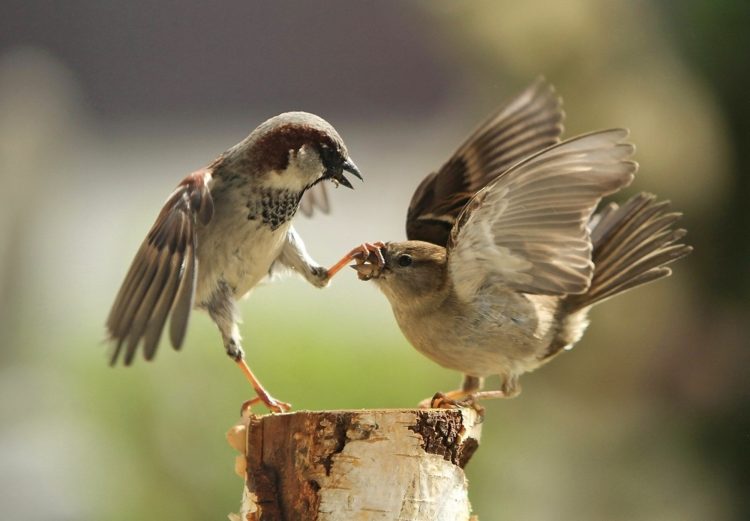 Capturing the Moment: Perfectly Timed Animal Shots