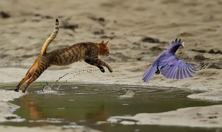 Capturing the Moment: Perfectly Timed Animal Shots