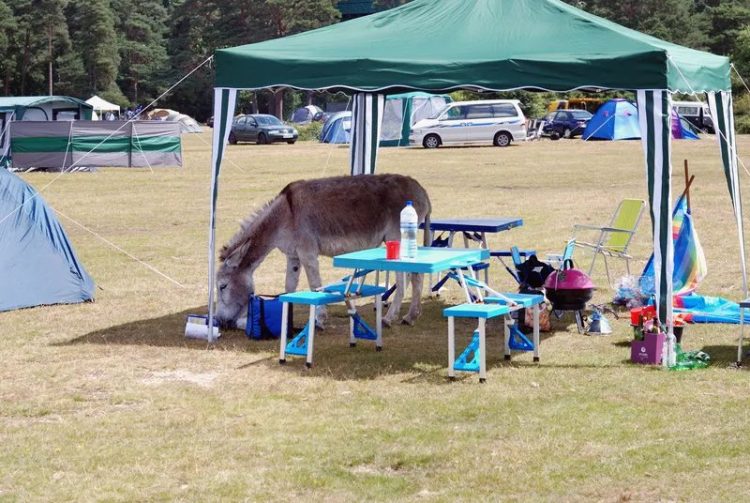 Laughing in the Great Outdoors: A Comedic Collection of Camping Catastrophes